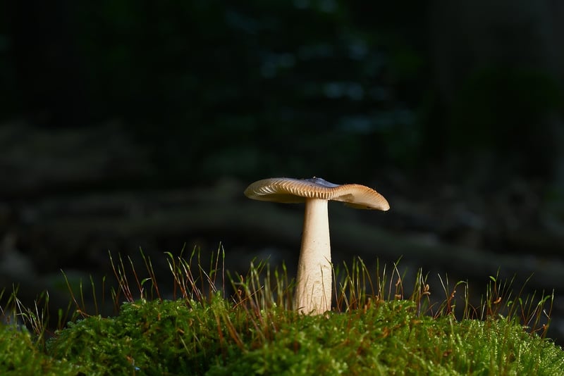 Forest Symbolism